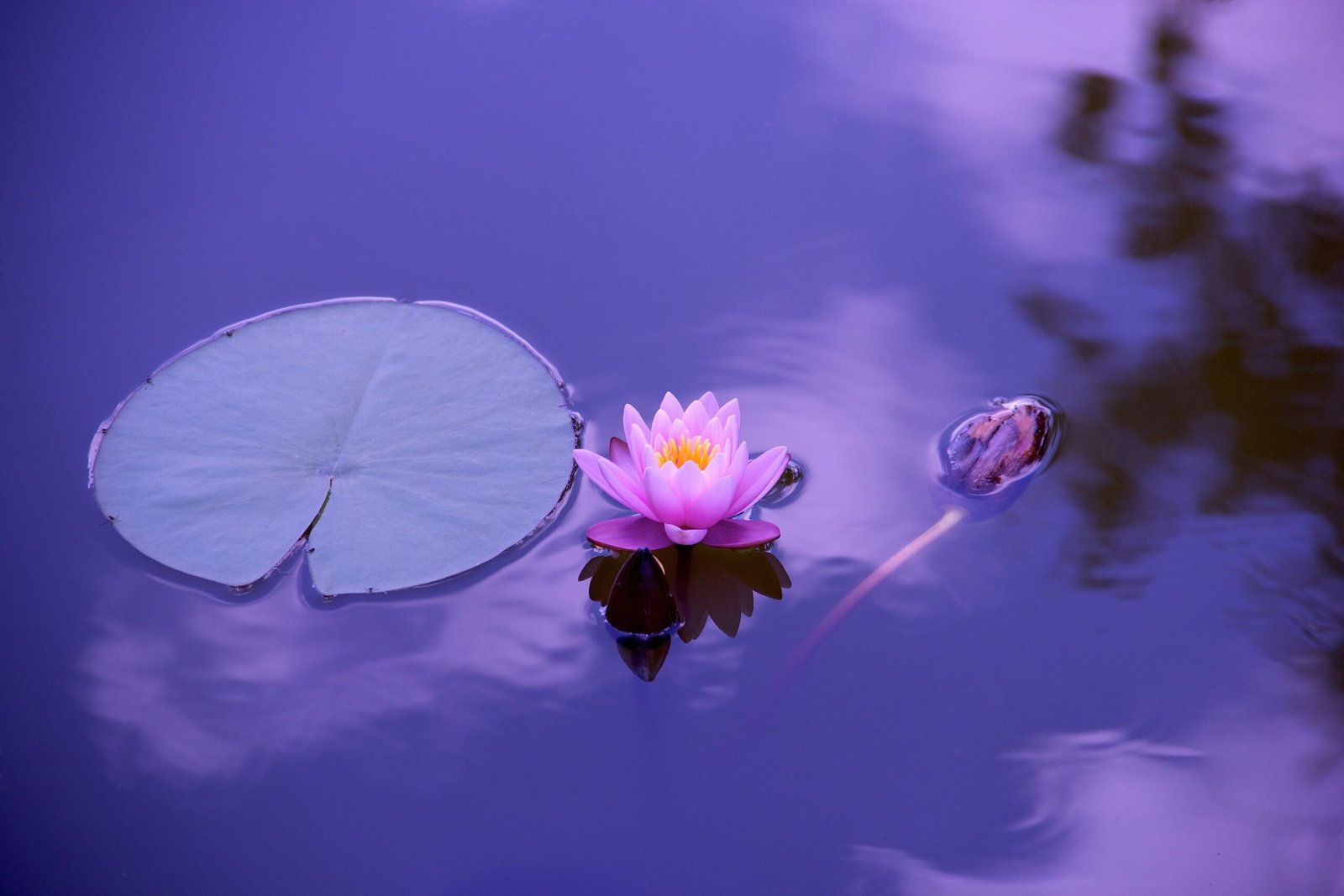 Lila Seerose mit Blatt und Knospe auf ruhigem Wasser